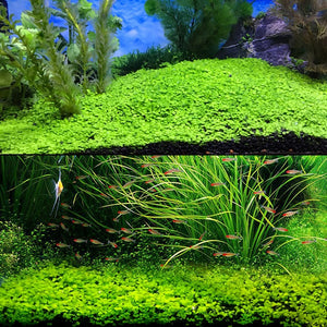 Aquarium Plant Seeds Glossostigma Hemianthus Callitrichoides Easy Growing Aquarium Water Plant Grass Seed Fish Tank Lawn Decor