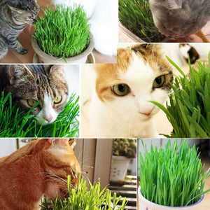 300pcs/Pack Cat Grass Seed 100% High Quality And High Survival Rate Natural Cat Grass Seeds Cat Hairball Control Toy