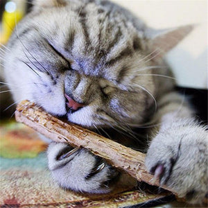 Cat cleaning teeth Pure natural catnip pet cat molar Toothpaste Stick Fruit Matatabi Cat Snacks Sticks Pet Cat Supplies